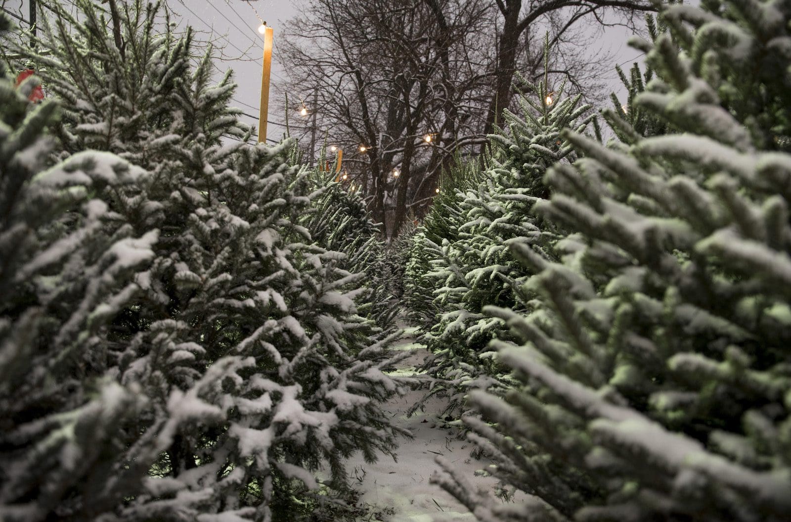 Baltimore, MD's Freshest Christmas Trees Delivered To You